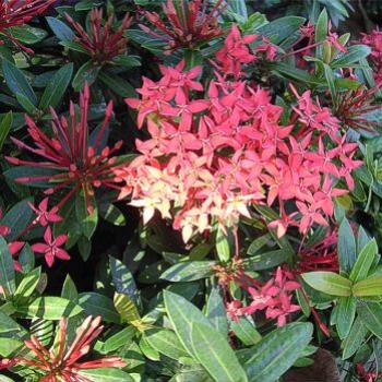 <b>Flowers in Huatulco, Mexico - Jan 2011 - Bev, AB</b>