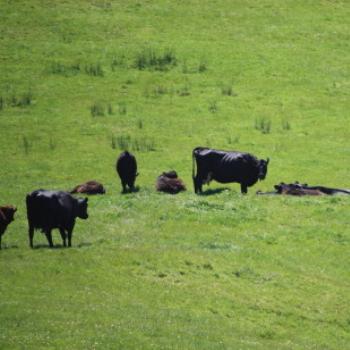 <b>6709 cows in the meadow, going to the Apostles, GORd, Vic, 27th Oct'09, Kate/Sydney</b> <b>6709 cows in the meadow, going to the Apostles, GORd, Vic, 27th Oct'09, Kate/Sydney</b>
