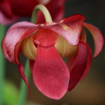 <b>1965 Flower, Sarracenia minor, Trumpet Pitcher Plants, Sydney Botanic Gardens, Oct'09, Kate/Sydney </b> <b>1965 Flower, Sarracenia minor, Trumpet Pitcher Plants, Sydney Botanic Gardens, Oct'09, Kate/Sydney </b>