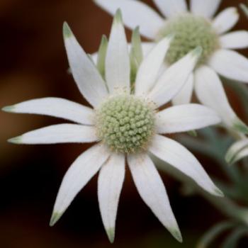 <b>1994 Actinotus helianthi, Flannel Flower, Apiaceae, Sydney Botanic Gardens, Oct'09, Kate/Sydney </b> <b>1994 Actinotus helianthi, Flannel Flower, Apiaceae, Sydney Botanic Gardens, Oct'09, Kate/Sydney </b>