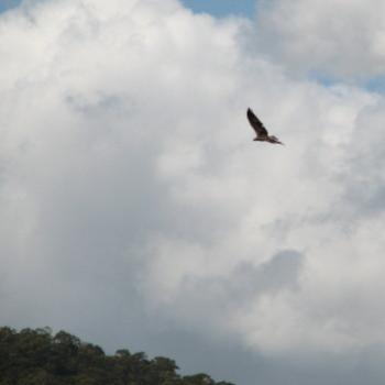 <b>1595 White-breasted Sea Eagle, Haliaetus leucogaster, Hawkesbury R, 21st Dec'08 Kate/Sydney</b> <b>1595 White-breasted Sea Eagle, Haliaetus leucogaster, Hawkesbury R, 21st Dec'08 Kate/Sydney</b>
