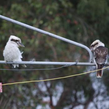 <b>3121 grub spotting Kookaburras, Dacelo novaeguineae, Halcyonidae, Coraciiformes, Hawkesbury R, 6th March'09 Kate/Sydney</b> <b>3121 grub spotting Kookaburras, Dacelo novaeguineae, Halcyonidae, Coraciiformes, Hawkesbury R, 6th March'09 Kate/Sydney</b>