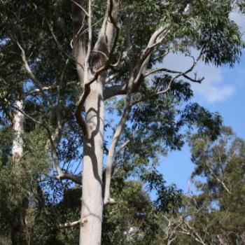 <b>9573 tall gum tree, Lane Cove National Park, West Chatswood, NSW, 1st Sept'09, Kate/Sydney</b> <b>9573 tall gum tree, Lane Cove National Park, West Chatswood, NSW, 1st Sept'09, Kate/Sydney</b>
