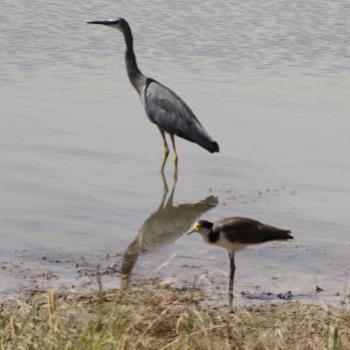 <b>2242 White-faced Heron & Masked Lapwing, Egretta novaehollandiae, Ardeidae & Vanellus miles, Charadriidae, Wagga Wagga, NSW, 24th Dec'08 Kate/Sydney</b> <b>2242 White-faced Heron & Masked Lapwing, Egretta novaehollandiae, Ardeidae & Vanellus miles, Charadriidae, Wagga Wagga, NSW, 24th Dec'08 Kate/Sydney</b>