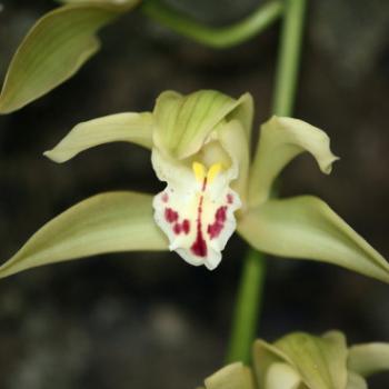 <b>2303 orchid, my garden, Sydney, 5th Oct'09, Kate/Sydney</b>