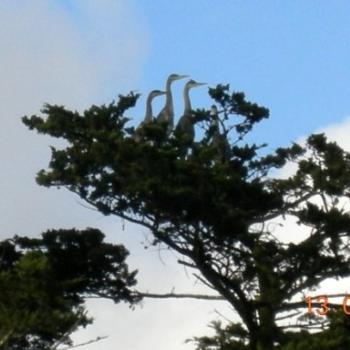 <b>Nest of herons, Golden Gate Park - Keyan Bowes</b>
