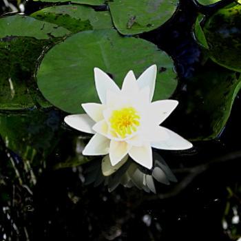 <b>1821 water lily, Wagga Wagga, NSW, 24th Dec'08 Kate/Sydney</b>
