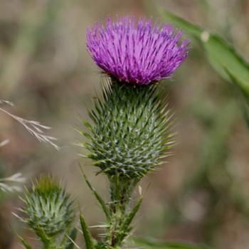 <b>2200 Scotch Thistle, Cotton Thistle, Asteraceae, herb, weed, Wagga Wagga, NSW, 24th Dec'08 Kate/Sydney</b> <b>2200 Scotch Thistle, Cotton Thistle, Asteraceae, herb, weed, Wagga Wagga, NSW, 24th Dec'08 Kate/Sydney</b>