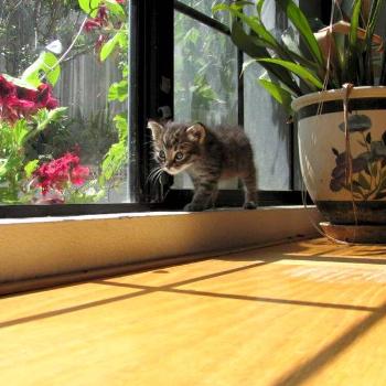 <b>Sad Eyes by flowers in windowsill</b>