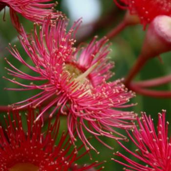 <b>1674 Corymbia ficifolia, Red Flowering Gum, Myrtaceae, Sydney, 23rd Jan'10, Kate/Sydney</b> <b>1674 Corymbia ficifolia, Red Flowering Gum, Myrtaceae, Sydney, 23rd Jan'10, Kate/Sydney</b>