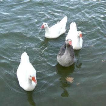 <b>Ducks seeking handout</b>