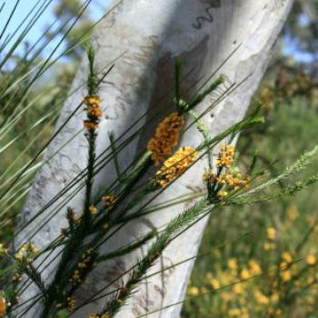 <b>0604 Dillwynia, scribbly gum, grasses, native flowers, Muogamarra Nature Reserve, Hawkesbury R, NSW, 12th Sepr'09, Kate/Sydney</b> <b>0604 Dillwynia, scribbly gum, grasses, native flowers, Muogamarra Nature Reserve, Hawkesbury R, NSW, 12th Sepr'09, Kate/Sydney</b>