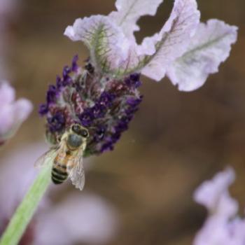 <b>7484 lavender & bee, Ballarat Botanic Gardens, Victoria, 29th Oct'09 Kate/Sydney</b> <b>7484 lavender & bee, Ballarat Botanic Gardens, Victoria, 29th Oct'09 Kate/Sydney</b>