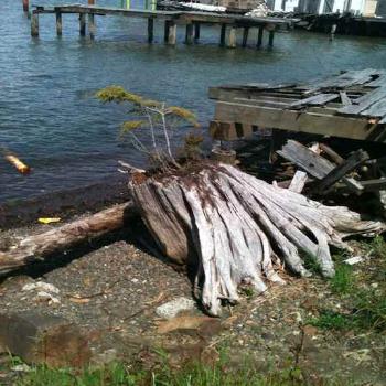 <b>old docks and driftwood by shore</b>
