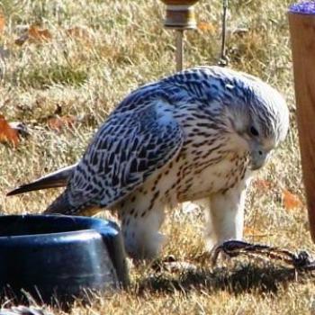 <b>Sharp-Shinned Hawk at Falconry Convention in Utah by Wilodene</b> <b>Sharp-Shinned Hawk at Falconry Convention in Utah by Wilodene</b>
