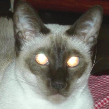<b>Mandatory cat picture - Keyan Bowes</b>