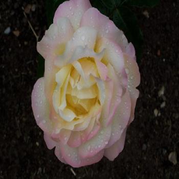 <b>Raindrops on roses</b>