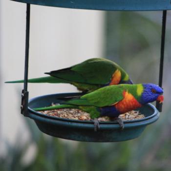 <b>3125 Rainbow Lorikeet, Trichoglossus haematodus, Psittacidae-Psittaciformes, Hawkesbury R, 6th March'09 Kate/Sydney</b> <b>3125 Rainbow Lorikeet, Trichoglossus haematodus, Psittacidae-Psittaciformes, Hawkesbury R, 6th March'09 Kate/Sydney</b>