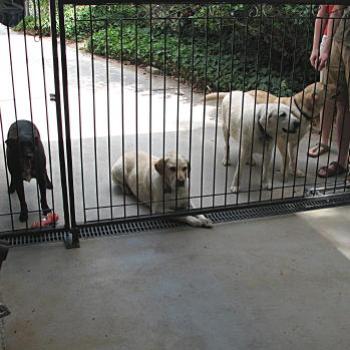 <b>1814 dogs behind bars, Wagga Wagga, NSW, 24th Dec'08 Kate/Sydney</b> <b>1814 dogs behind bars, Wagga Wagga, NSW, 24th Dec'08 Kate/Sydney</b>