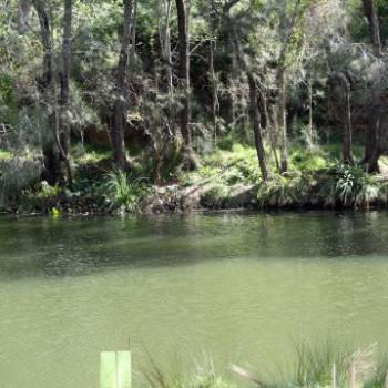 <b>9568 Lane Cove R, Lane Cove National Park, West Chatswood, NSW, 1st Sept'09, Kate/Sydney</b> <b>9568 Lane Cove R, Lane Cove National Park, West Chatswood, NSW, 1st Sept'09, Kate/Sydney</b>