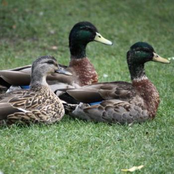 <b>4305 3 Mallards, Anas platyrhynchos, Queenstown, Sth Is, NZ,20th Mar'10 Kate/Sydney</b> <b>4305 3 Mallards, Anas platyrhynchos, Queenstown, Sth Is, NZ,20th Mar'10 Kate/Sydney</b>