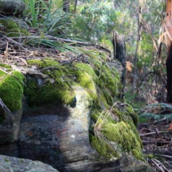 <b>9041 mossy rocks, Mt Wilson, Blue Mountains, 31st July'10 Kate/Sydney</b> <b>9041 mossy rocks, Mt Wilson, Blue Mountains, 31st July'10 Kate/Sydney</b>