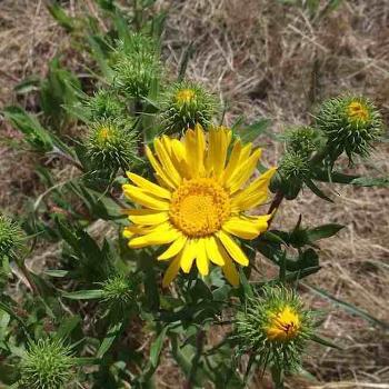 <b>yellow flowers</b>