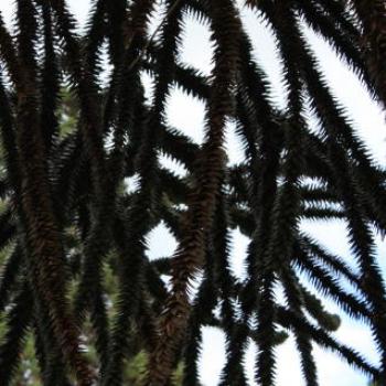 <b>4165 Araucaria araucana, Monkey Puzzle Tree, Araucariaceae, Botanic Gardens, Queenstown, Sth Is, NZ,20th Mar'10 Kate/Sydney</b> <b>4165 Araucaria araucana, Monkey Puzzle Tree, Araucariaceae, Botanic Gardens, Queenstown, Sth Is, NZ,20th Mar'10 Kate/Sydney</b>