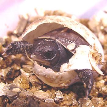 <b>Eastern (American) Box Turtle: Day 1 (note the white "pipping tooth" on his nose) </b> <b>Eastern (American) Box Turtle: Day 1 (note the white "pipping tooth" on his nose) </b>