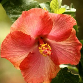 <b>0870 hibiscus, Hawkesbury R, 30th Dec'09, Kate/Sydney</b>