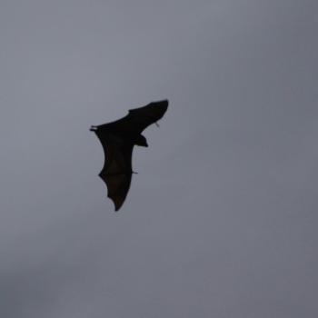<b>0451 Grey-headed Flying-fox, Pteropus poliocephalus, Pteropidae aka fruit bat, Darling Pt, Sydney, 21st Dec'09, Kate/Sydney</b> <b>0451 Grey-headed Flying-fox, Pteropus poliocephalus, Pteropidae aka fruit bat, Darling Pt, Sydney, 21st Dec'09, Kate/Sydney</b>