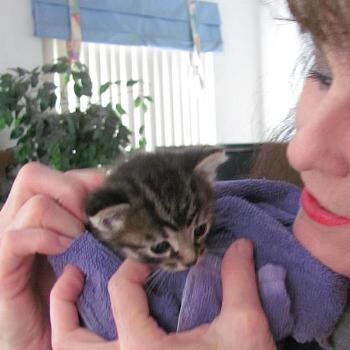 <b>Tam with foundling tabby kitten</b>