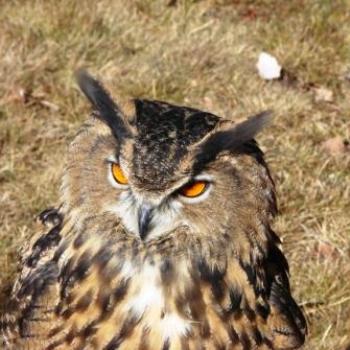 <b>Great Horned Owl at Falconry Convention in Utah by Wilodene</b>