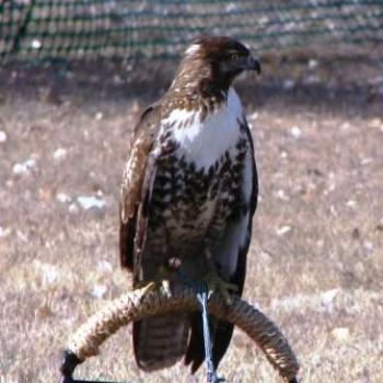 <b>Merlin Hawk at Falconry Convention in Utah by Wilodene</b>