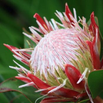 <b>0513 King Protea, Proteaceae from South Africa, Hawkesbury R, 27th Dec'09, Kate/Sydney</b> <b>0513 King Protea, Proteaceae from South Africa, Hawkesbury R, 27th Dec'09, Kate/Sydney</b>