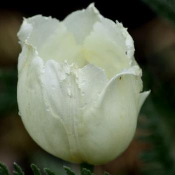 <b>7615 white tulip, Botanic Gardens, Ballarat, Vic, 29th Oct'09, Kate/Sydney </b> <b>7615 white tulip, Botanic Gardens, Ballarat, Vic, 29th Oct'09, Kate/Sydney </b>
