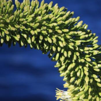 <b>7631, Agave attenuata, lion's tail, swan's neck, or foxtail, Agave, Agavacea, Hawkesbury R, 8th Aug'09 Kate/Sydney</b> <b>7631, Agave attenuata, lion's tail, swan's neck, or foxtail, Agave, Agavacea, Hawkesbury R, 8th Aug'09 Kate/Sydney</b>