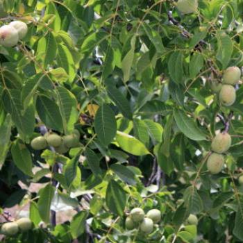<b>4663 quince, Arrowtown, Arrowtown near Queenstown, Sth Is NZ, 21st Mar'10, Kate/Sydney </b> <b>4663 quince, Arrowtown, Arrowtown near Queenstown, Sth Is NZ, 21st Mar'10, Kate/Sydney </b>