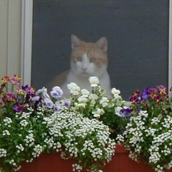 <b>Hello! My name is Charlie. What's yours?</b>