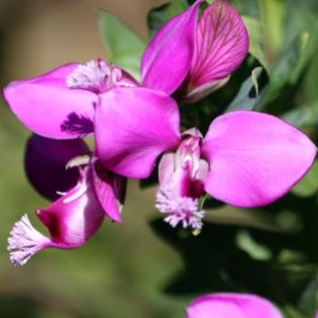 <b> weed, Myrtle-leaf milkwort, Polygala myrtifolia - virgata, Polygalaceae, Hawkesbury R, 8th Aug'09 Kate/Sydney</b> <b> weed, Myrtle-leaf milkwort, Polygala myrtifolia - virgata, Polygalaceae, Hawkesbury R, 8th Aug'09 Kate/Sydney</b>