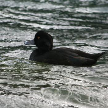 <b>4229 Blue-billed Duck, Lake Wakatipu, Queenstown, Sth Is, NZ,20th Mar'10 Kate/Sydney</b> <b>4229 Blue-billed Duck, Lake Wakatipu, Queenstown, Sth Is, NZ,20th Mar'10 Kate/Sydney</b>