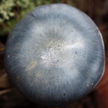 <b>3759 blue toadstool, Hawkesbury R, 7th June'09 Kate/Sydney</b>