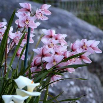 <b>8327 Dave's orchids, Hawkesbury R, 15th Aug'09, Kate/Sydney</b>