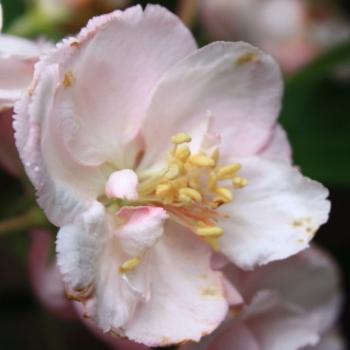 <b>2270 blossom crab apple, my garden, Sydney, 5th Oct'09, Kate/Sydney</b> <b>2270 blossom crab apple, my garden, Sydney, 5th Oct'09, Kate/Sydney</b>