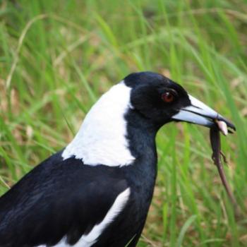 <b>9419 Magpie's got a lizard for lunch, Australian Magpie, Gymnorhina tibicen, Artamidae, Passeriformes, Lane Cove National Park, West Chatswood, NSW, 1st Sept'09, Kate/Sydney</b> <b>9419 Magpie's got a lizard for lunch, Australian Magpie, Gymnorhina tibicen, Artamidae, Passeriformes, Lane Cove National Park, West Chatswood, NSW, 1st Sept'09, Kate/Sydney</b>