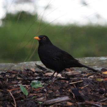 <b>4779 Male, Common Blackbird, Turdus merula, Muscicapidae, Passeriformes, Introduced Bird, Millbrook Resort, Queenstown, Sth Is, NZ, 21st March'10, Kate/Sydney</b> <b>4779 Male, Common Blackbird, Turdus merula, Muscicapidae, Passeriformes, Introduced Bird, Millbrook Resort, Queenstown, Sth Is, NZ, 21st March'10, Kate/Sydney</b>