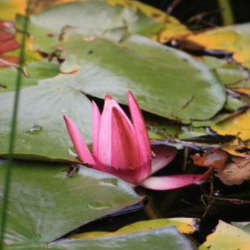 <b>4176 pink water lily, Botanic Gardens, Queenstown, Sth Is, NZ,20th Mar'10 Kate/Sydney</b> <b>4176 pink water lily, Botanic Gardens, Queenstown, Sth Is, NZ,20th Mar'10 Kate/Sydney</b>