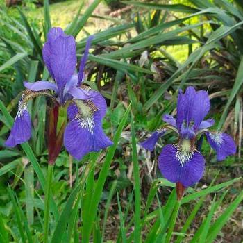 <b>Irises</b>