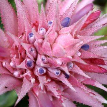 <b>2139 pink Bromeliad, Aechmea fasciata, Sydney, 31st Jan'10, Kate/Sydney</b> <b>2139 pink Bromeliad, Aechmea fasciata, Sydney, 31st Jan'10, Kate/Sydney</b>