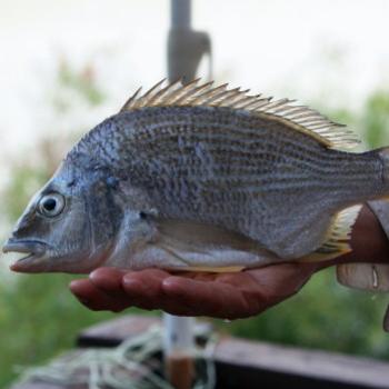 <b>1476 bream for breakfast, Hawkesbury R, 9th Jan'10, Kate/Sydney</b> <b>1476 bream for breakfast, Hawkesbury R, 9th Jan'10, Kate/Sydney</b>